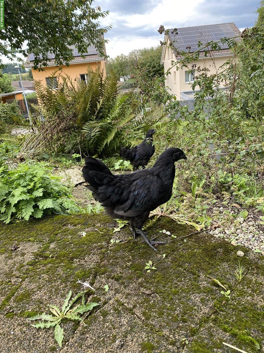 Bild 5: Ayam Cemani x Barnevelder Mix Junghähne abzugeben