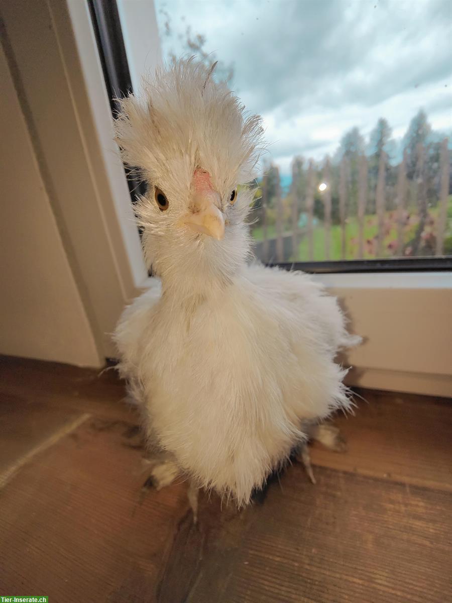 Bild 3: US Silkies Henneli zur Abgabe