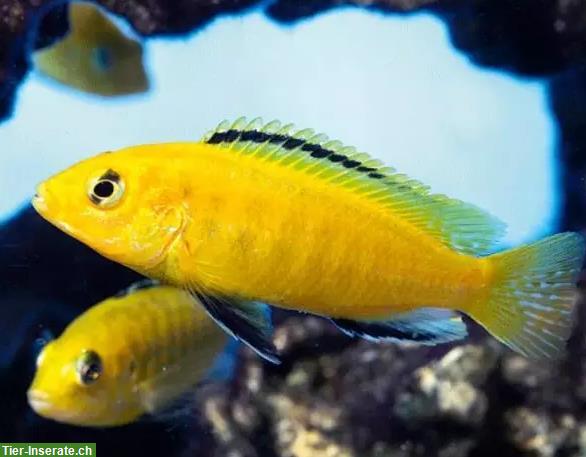 Labidochromis Yellow & Haplochromis nyererei Buntbarsche