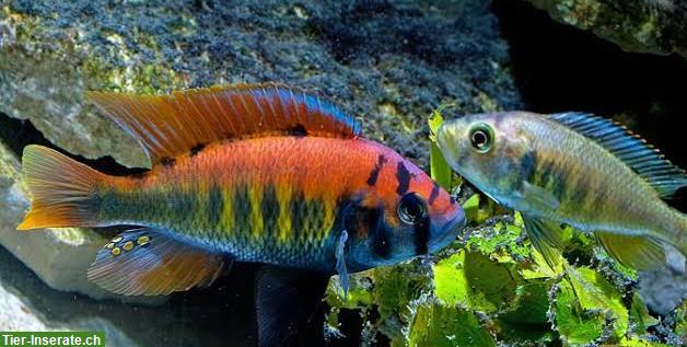 Bild 2: Labidochromis Yellow & Haplochromis nyererei Buntbarsche