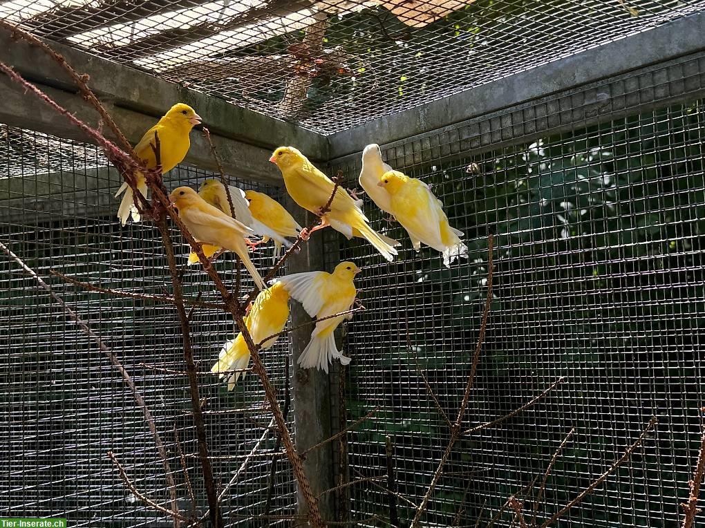 Kanarienvögel, gelbe Kanarien aus Aussenvoliere