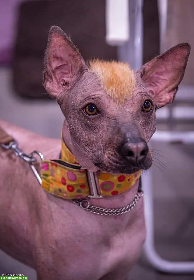 Rüde Wayki - ein ehemaliger Strassenhund aus Peru