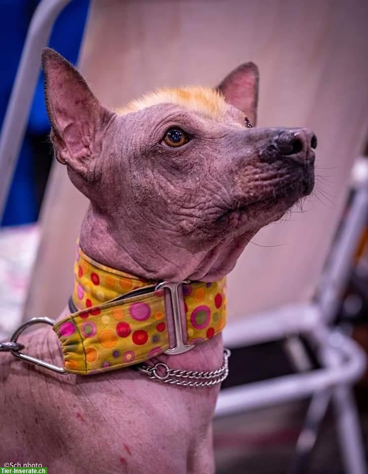 Bild 2: Rüde Wayki - ein ehemaliger Strassenhund aus Peru