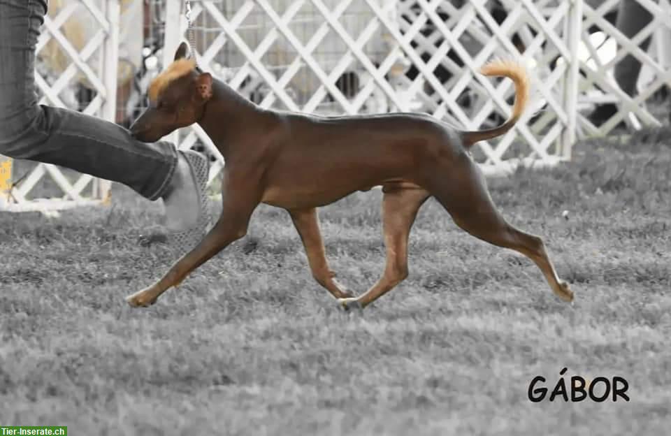 Bild 3: Rüde Wayki - ein ehemaliger Strassenhund aus Peru