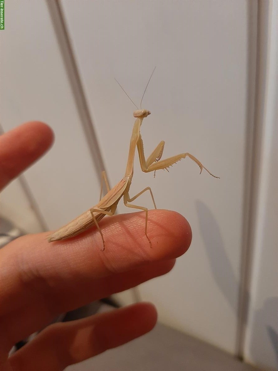 Biete Stagmomantis nahua Zuchtgruppe mit 9 Tieren an