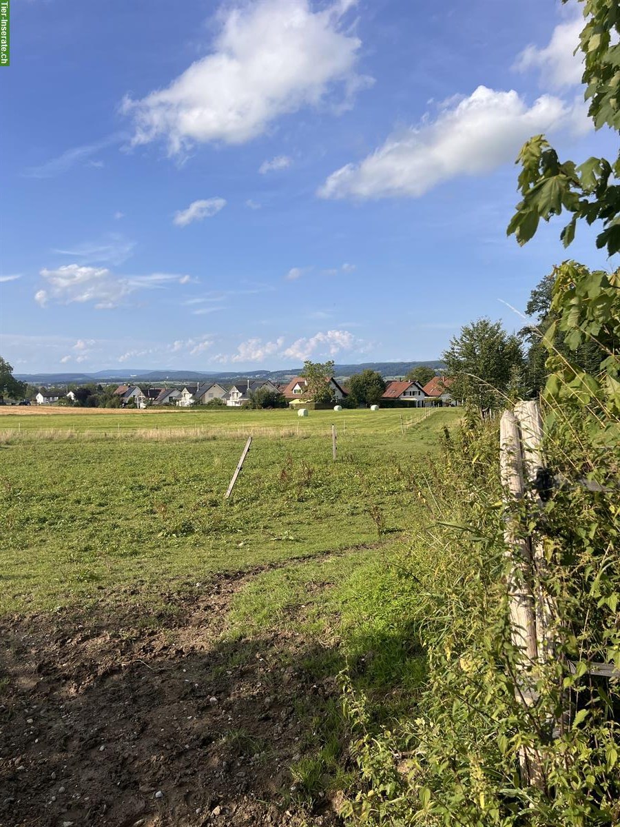 Bild 4: Bieten Vollpensionstall an in Rümlang ZH