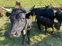 Dexter Kuh mit Kalb zu verkaufen