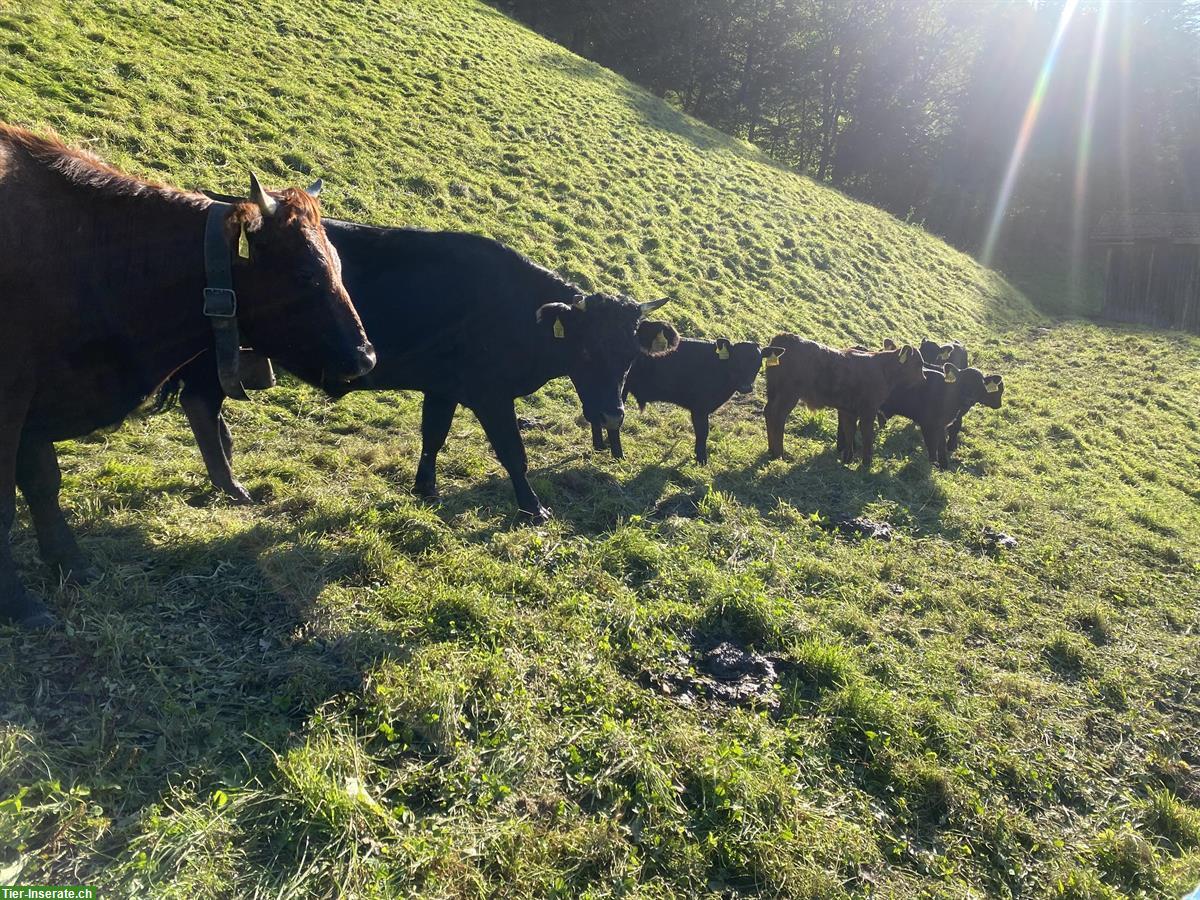 Bild 4: Dexter Kuh mit Kalb zu verkaufen