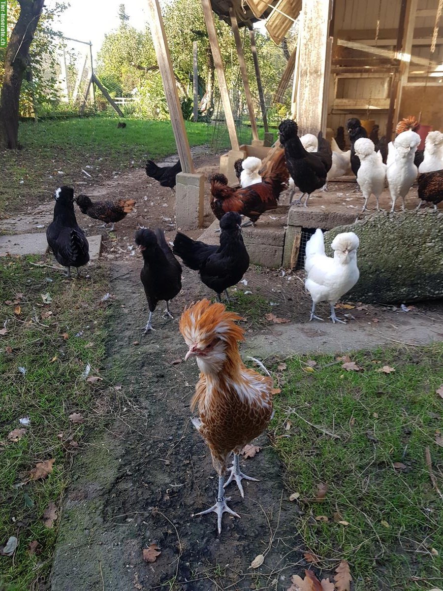 Biete Paduaner und Zwerg Paduaner vom Frühling