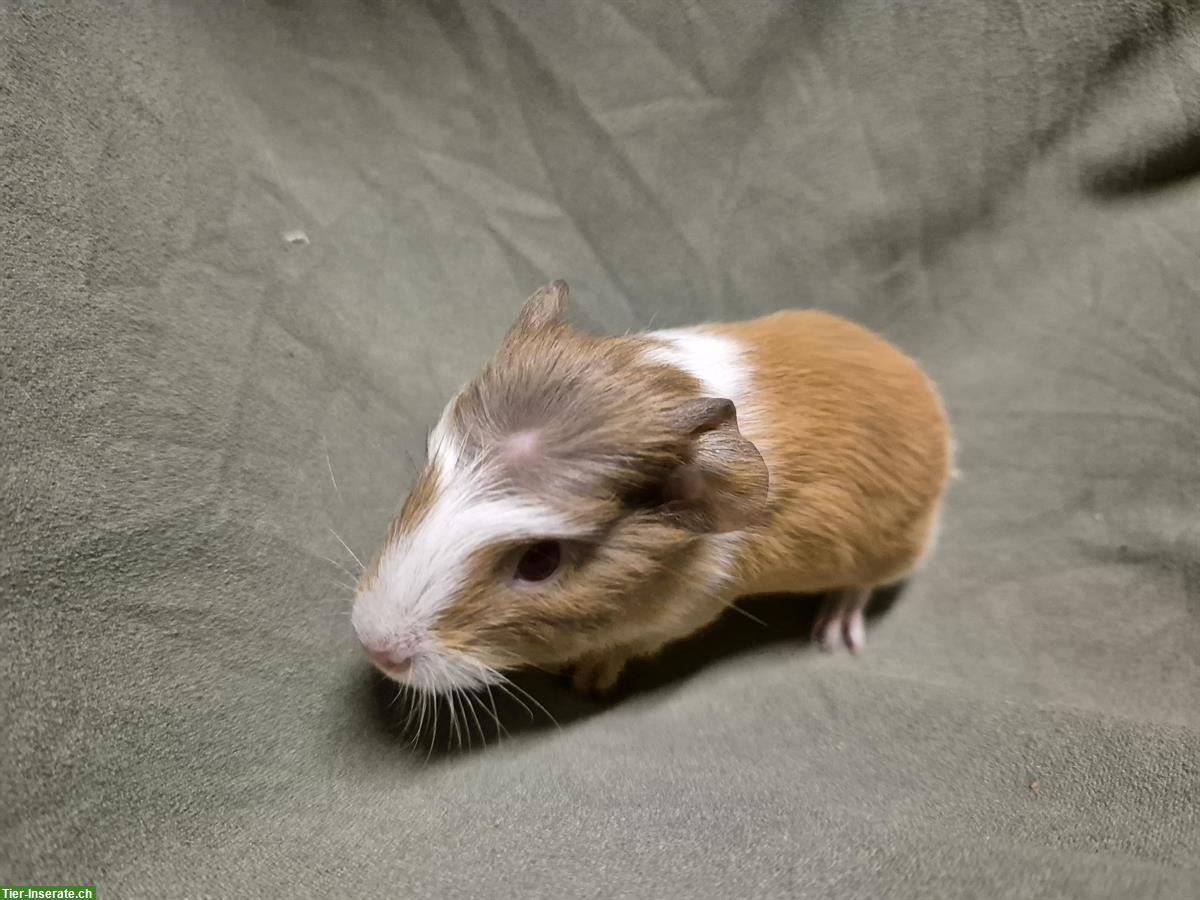 Bild 3: Süsses Meerschweinchen Weibchen mit roten Augen