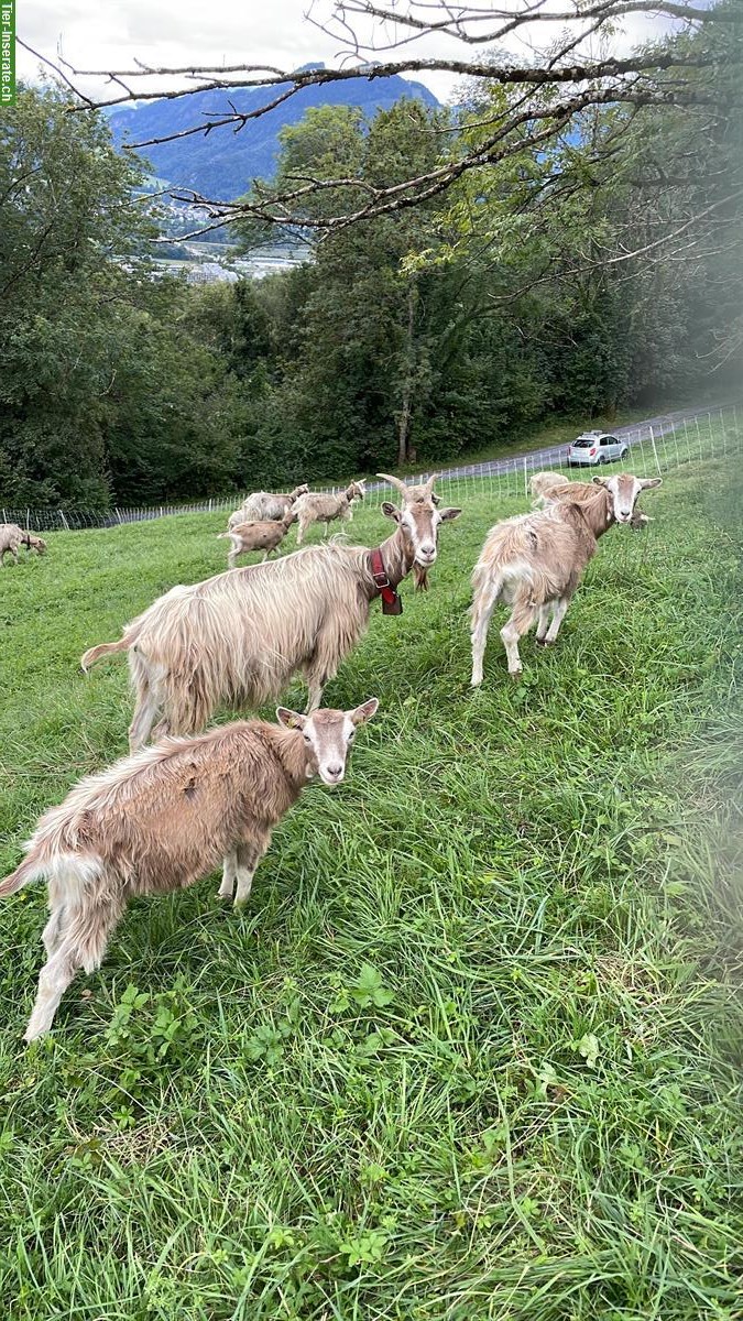 Toggenburgerziege mit zwei Gitzi