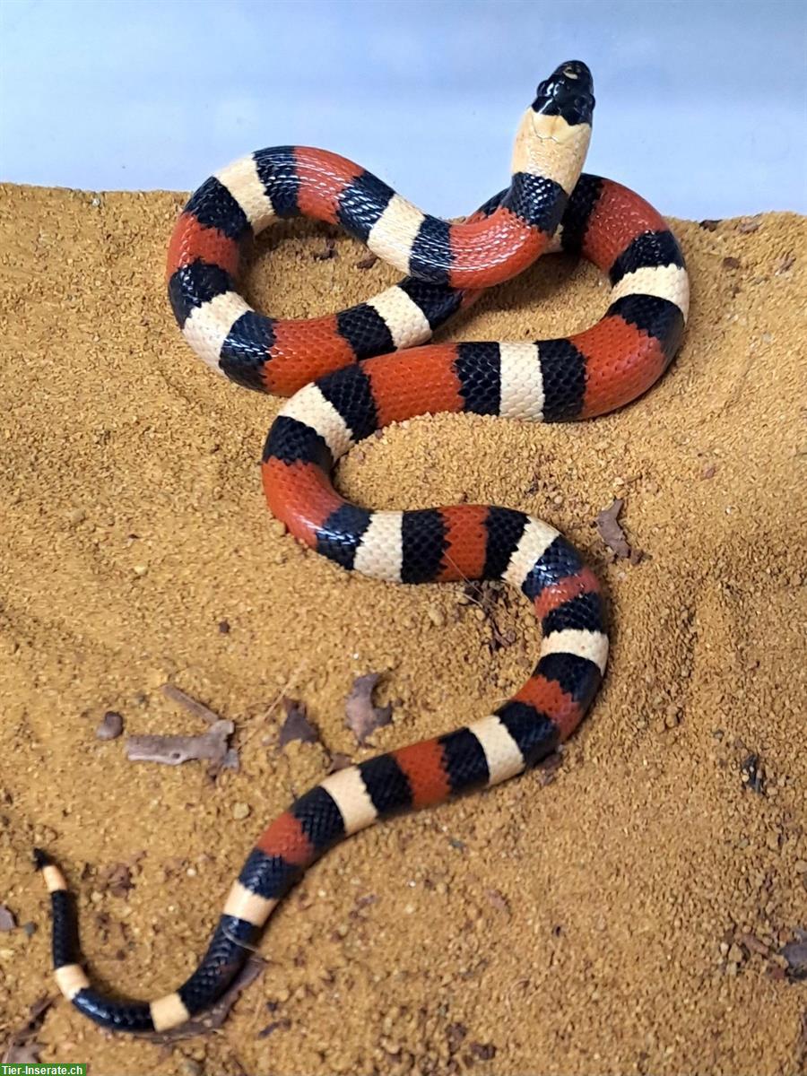 Lampropeltis campbelli / polyzona NZ 24 abzugeben