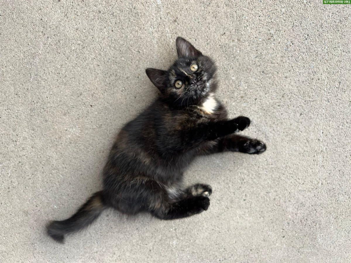 Bild 2: Junge Hauskatze sucht schönes Plätzchen