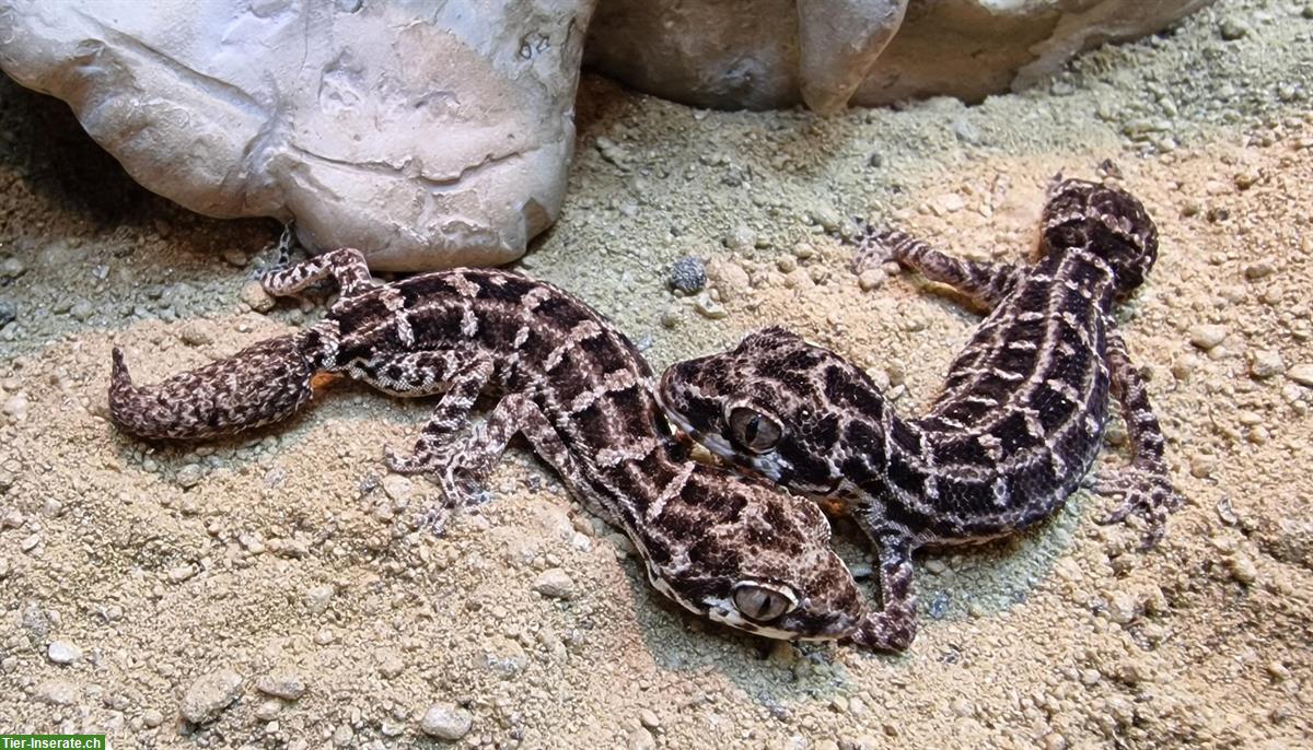 Rübenschwanz-Viperngecko Weibchen mit Terrarium