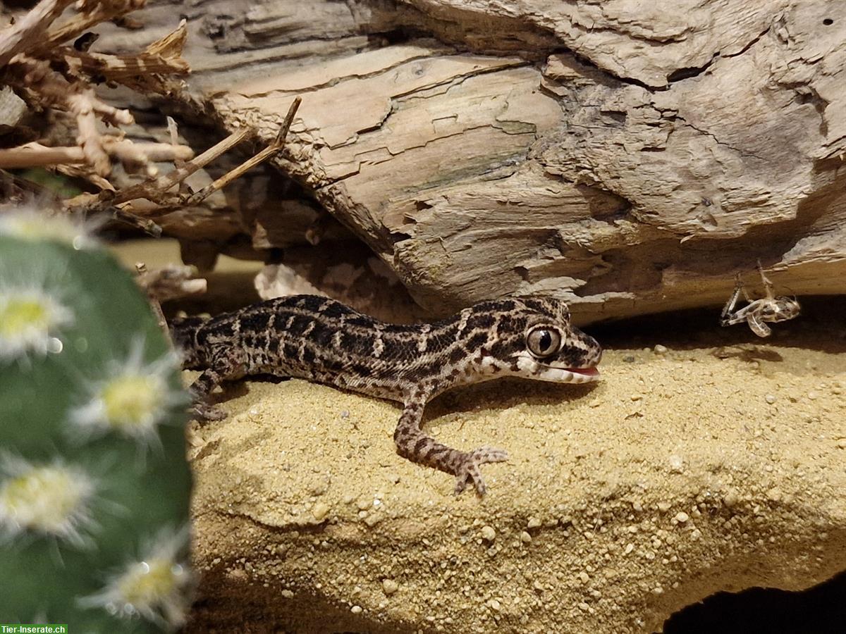 Bild 3: Rübenschwanz-Viperngecko Weibchen mit Terrarium