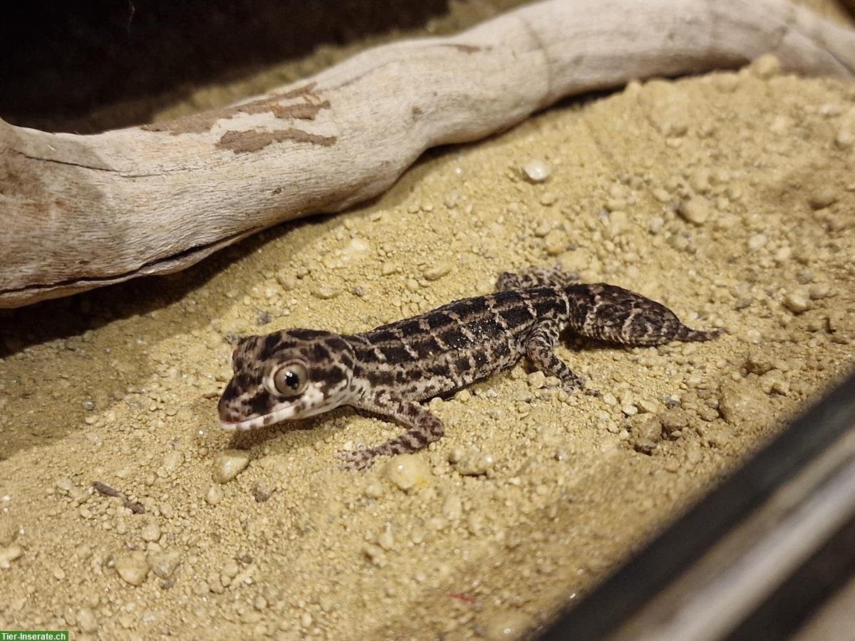 Bild 4: Rübenschwanz-Viperngecko Weibchen mit Terrarium