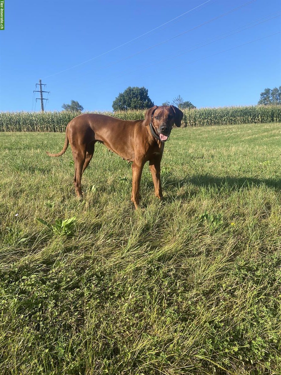 SUCHE Betreuung für Rhodesian Ridgeback Hündin!