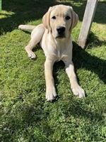 Reinrassiger Labrador Retriever Welpe, stubenrein