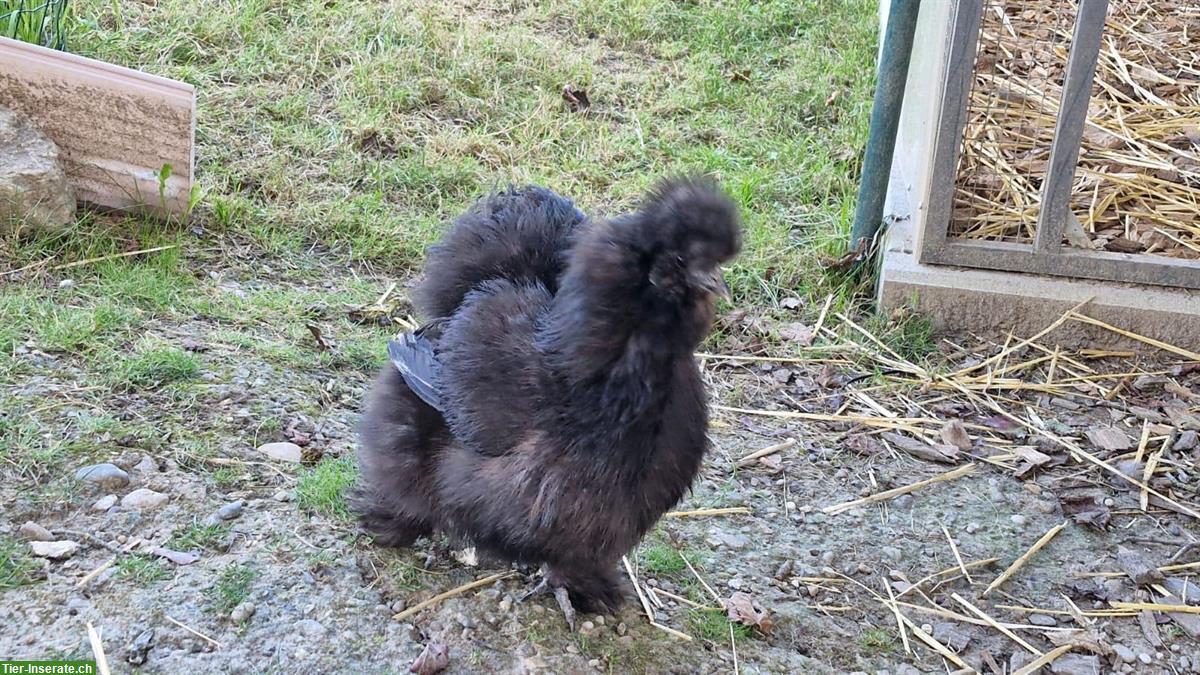 Bild 2: Seidenhuhn Hahn abzugeben ca 4 Monate alt