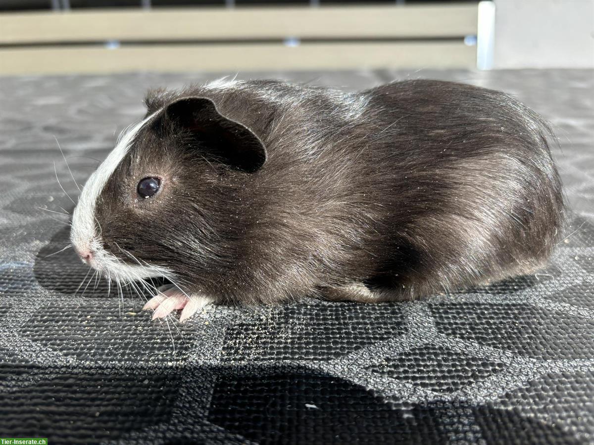 Bild 2: Herzige Meerschweinchen, Weibchen & Männchen zu verkaufen