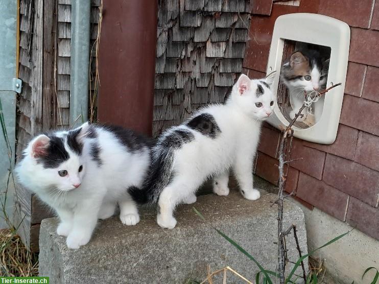 Junge Katzen vom Bauernhof suchen schönes Zuhause