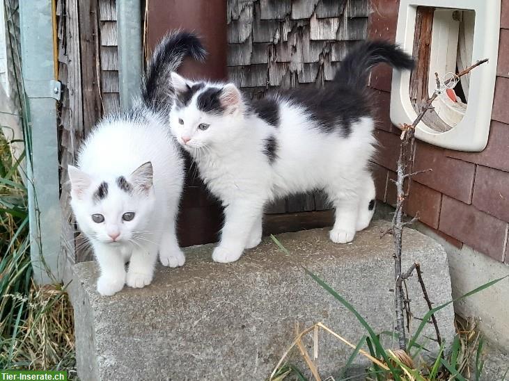 Bild 3: Junge Katzen vom Bauernhof suchen schönes Zuhause