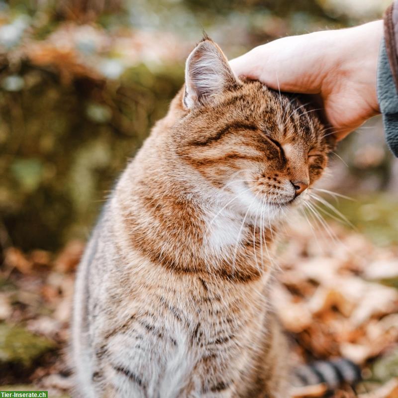 Bild 5: ANiFiT - Die natürliche Tiernahrung für Katzen & Hunde