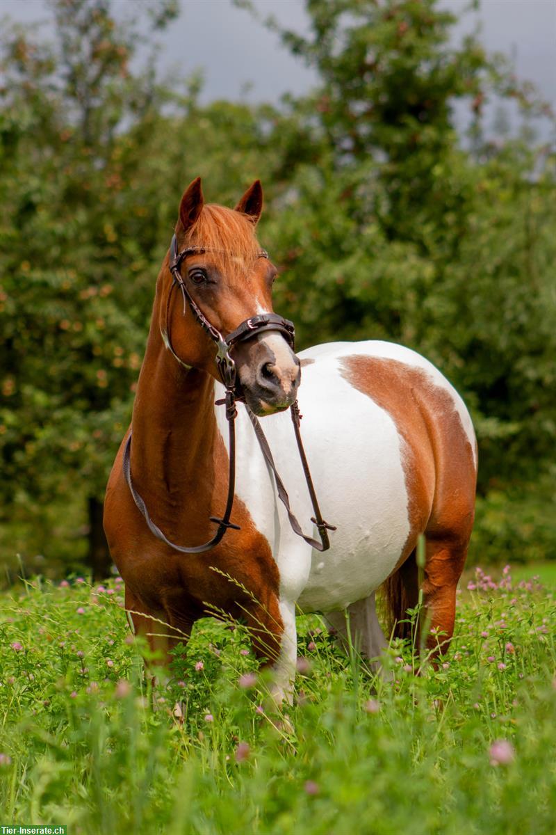 Tolles Pony zu verkaufen