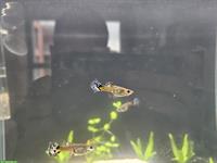 3x Guppy Weibchen abzugeben