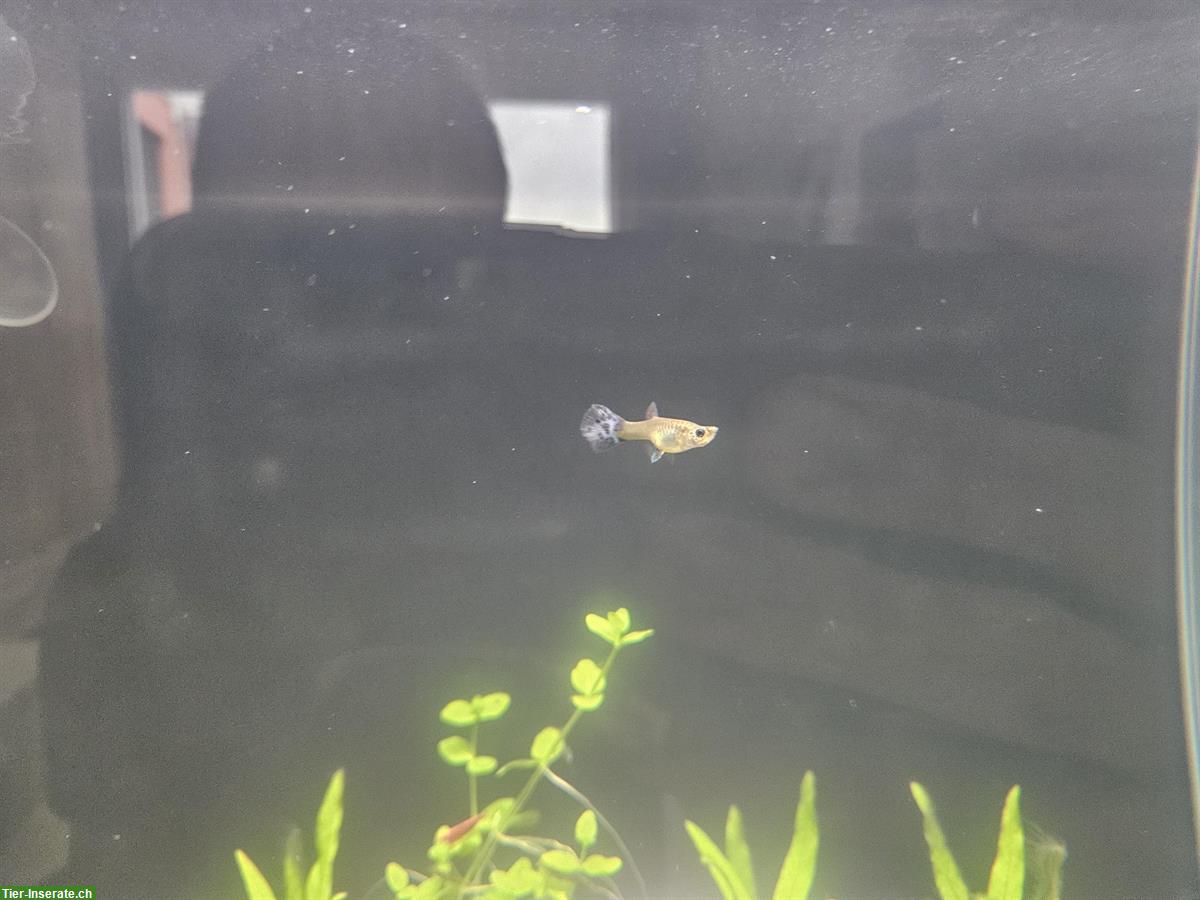 Bild 3: 3x Guppy Weibchen abzugeben