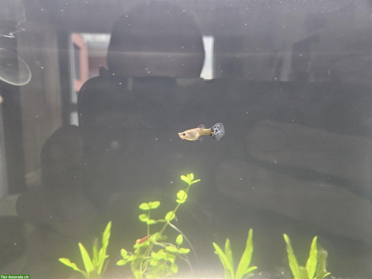 Bild 4: 3x Guppy Weibchen abzugeben