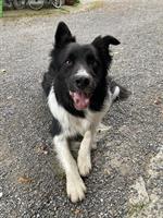 5-jähriger Border Collie Rüde, kastriert