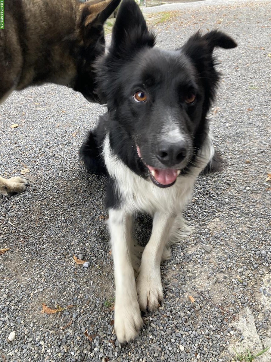 Bild 2: 5-jähriger Border Collie Rüde, kastriert