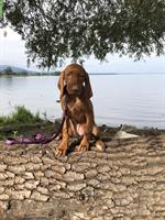 Reinrassige Magyar Vizsla Hündin, 12 Wochen