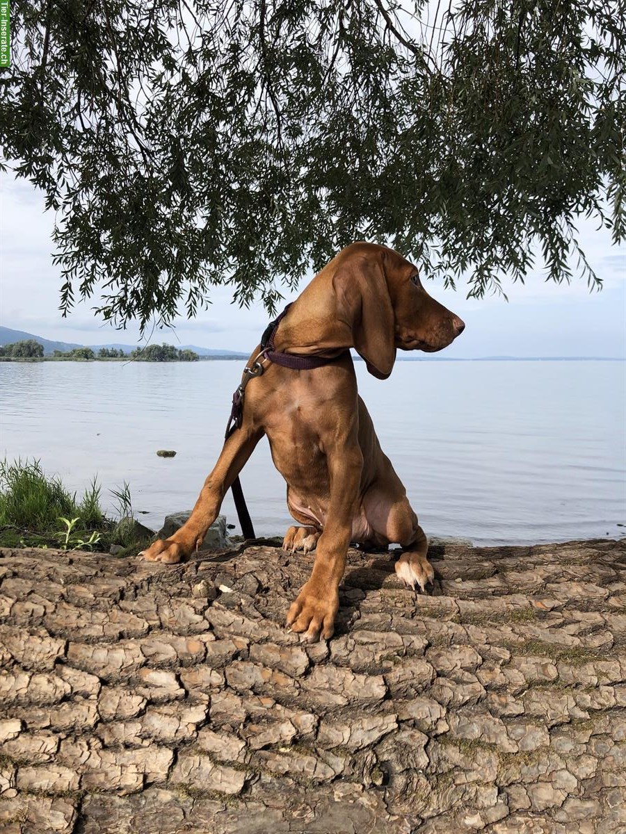 Bild 2: Reinrassige Magyar Vizsla Hündin, 12 Wochen