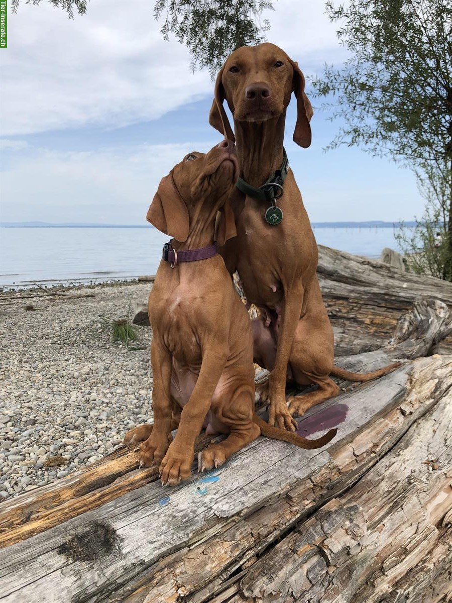 Bild 3: Reinrassige Magyar Vizsla Hündin, 12 Wochen