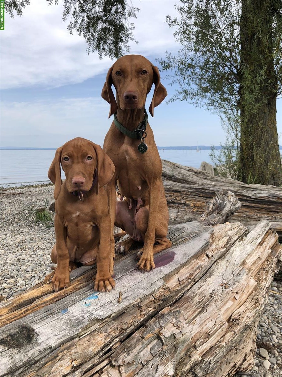 Bild 5: Reinrassige Magyar Vizsla Hündin, 12 Wochen