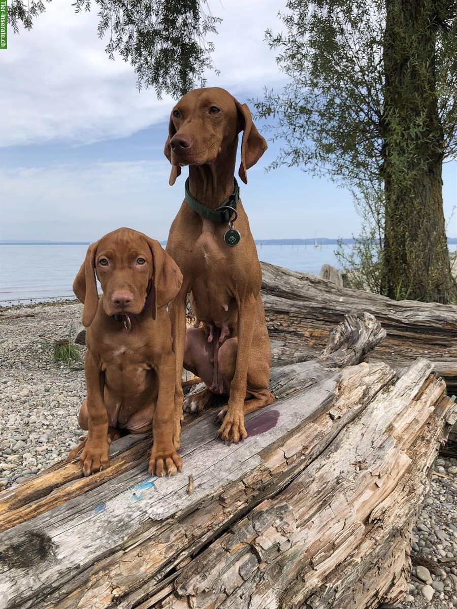 Bild 6: Reinrassige Magyar Vizsla Hündin, 12 Wochen