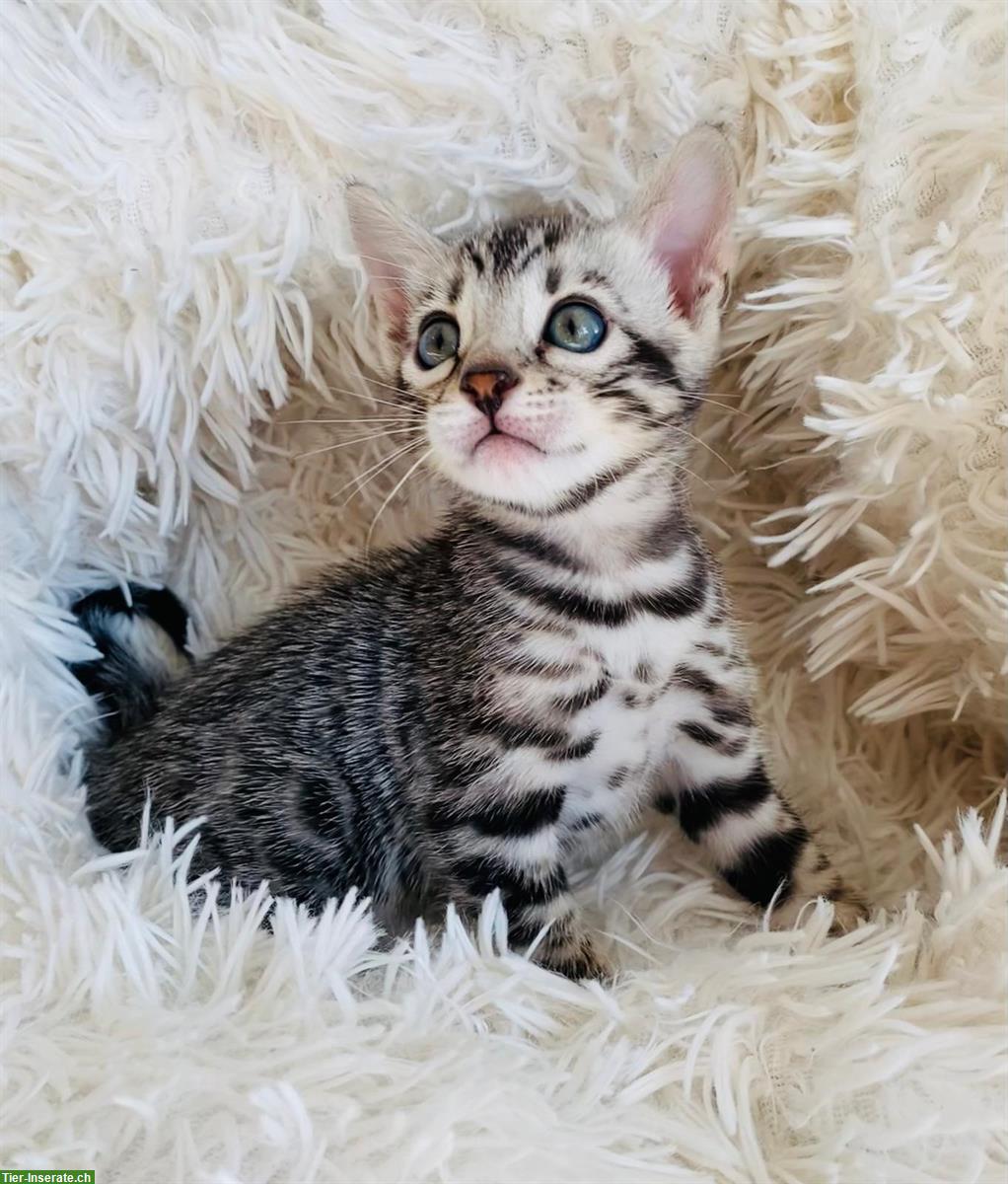 Bengal Kitten, Katzen Silver