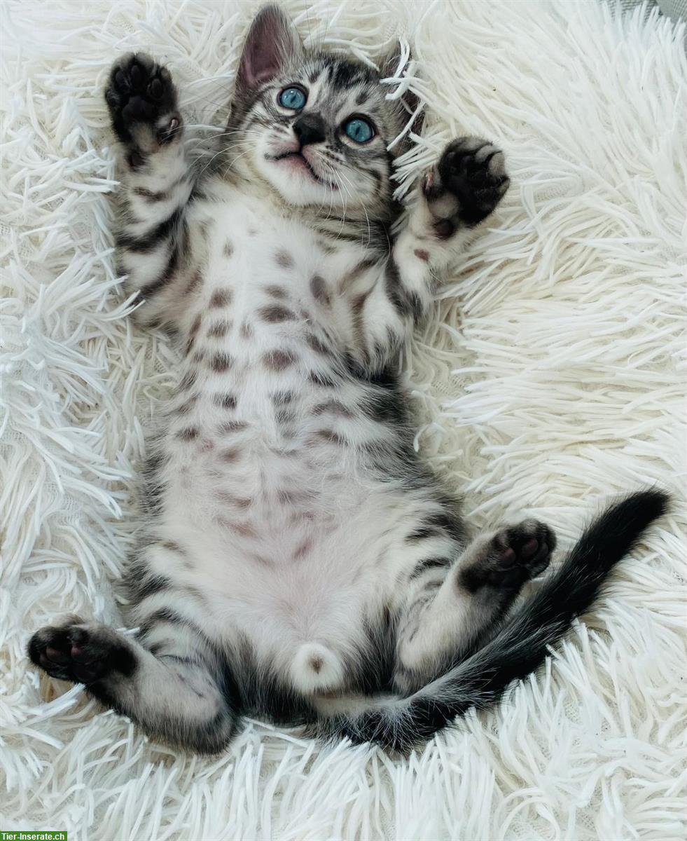 Bild 3: Bengal Kitten, Katzen Silver