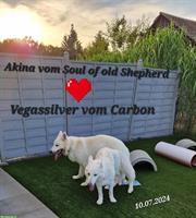 Wir haben Welpen 🐾❤️ BBS | Schäferhundezucht