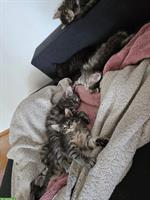 Maine Coon Katze sucht Ihr Traum Zuhause