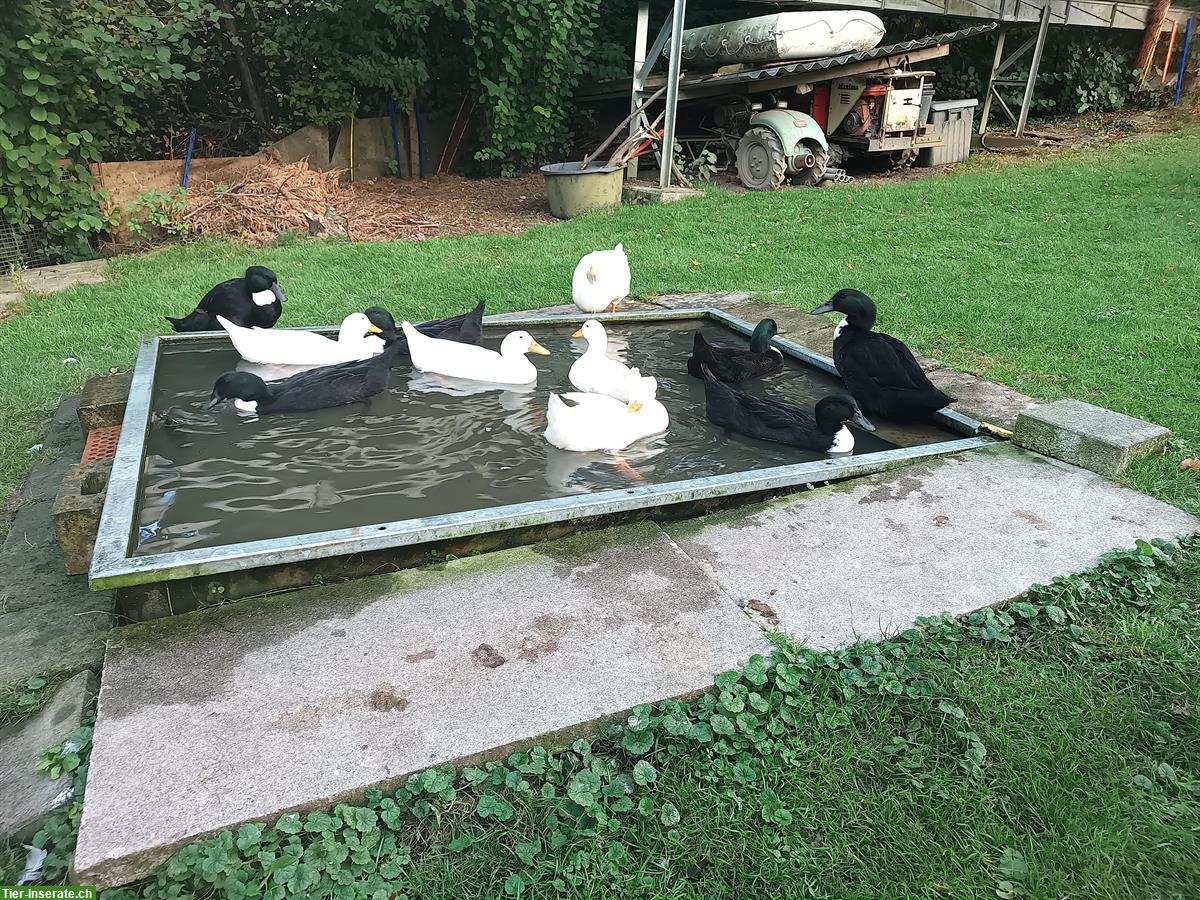 3 schwarze Pommernenten Erpel abzugeben