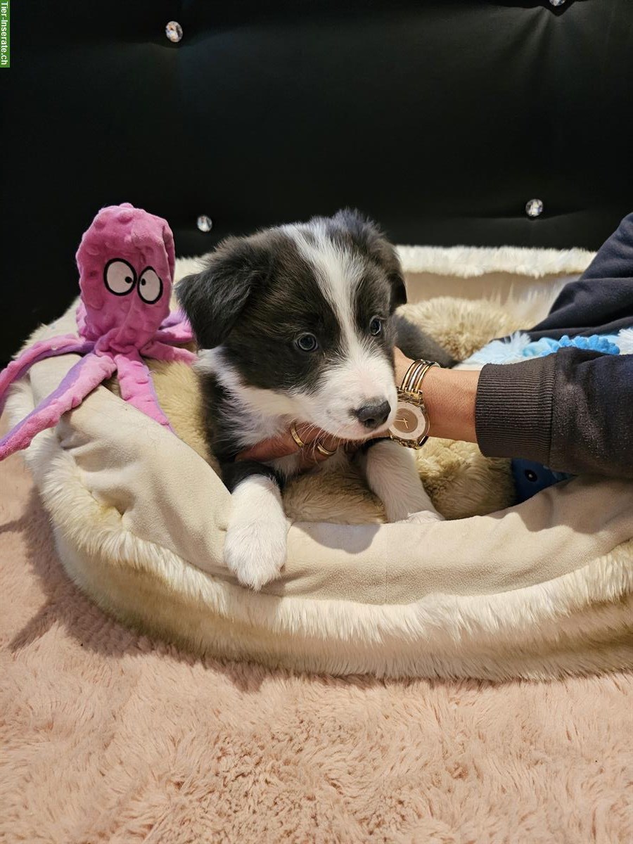 Border Collie Welpen suchen ein Zuhause