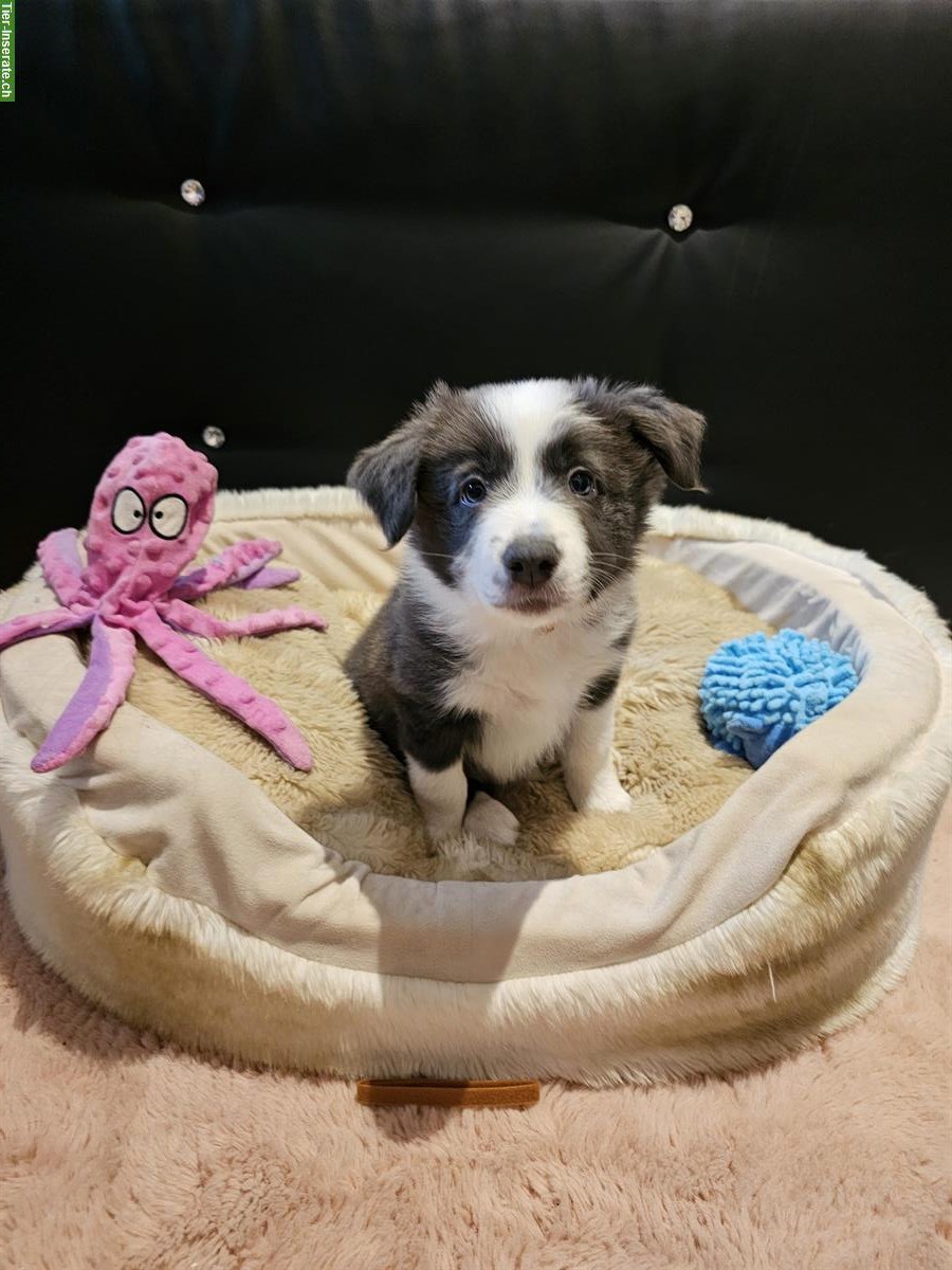 Bild 2: Border Collie Welpen suchen ein Zuhause