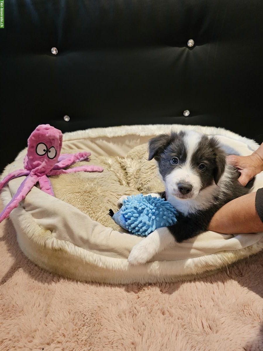 Bild 3: Border Collie Welpen suchen ein Zuhause