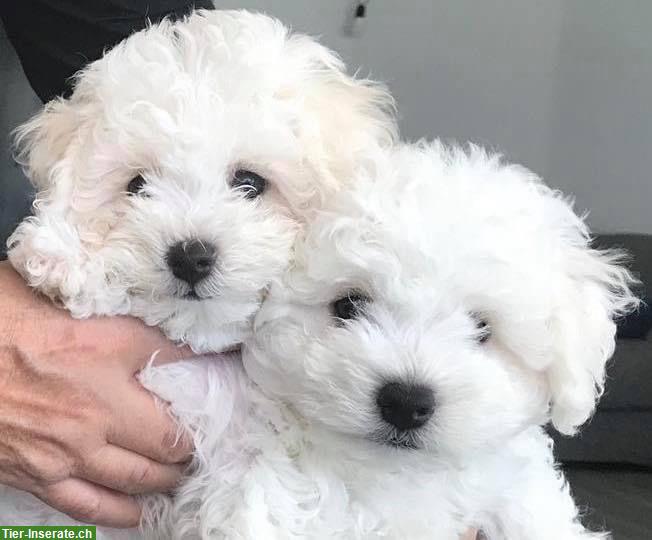 Bild 5: Bichon Bologneser Welpen, Herkunft aus Pudel und Malteser