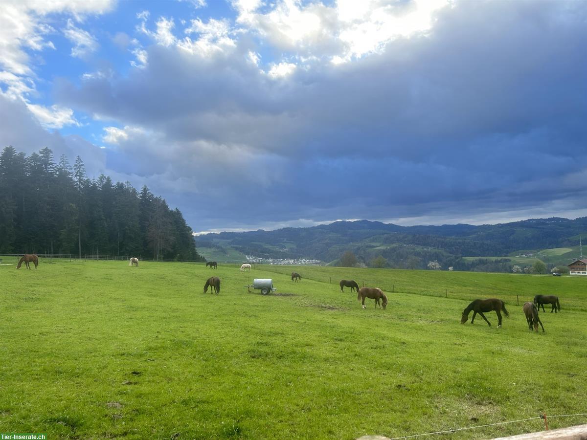 Bild 10: Wohlfühlstall für Fohlen und Senioren, Kanton Luzern