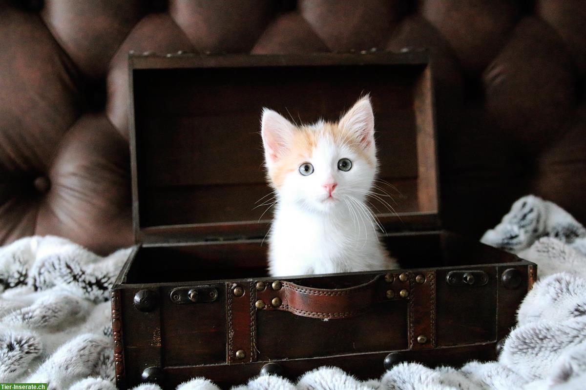 Bild 4: Junge Katzenbabys, rot-weiss & dreifarbig