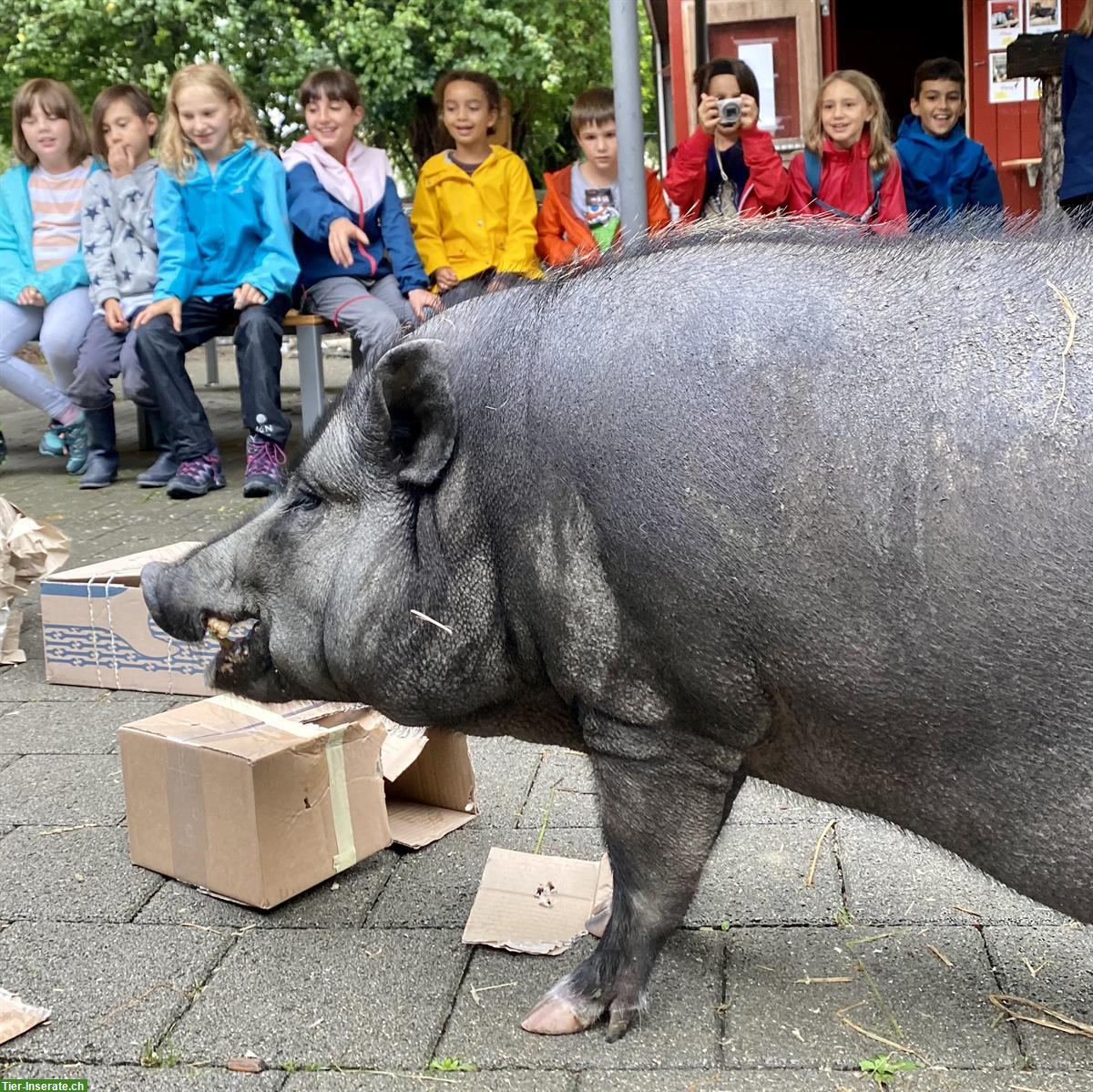 Bild 2: Tierische Erlebnisse gestalten - suchen Mitarbeiter:in im Stundenlohn